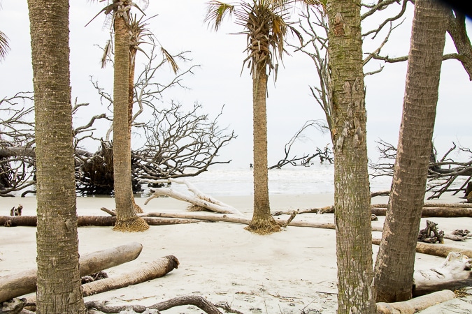 are dogs allowed at hunting island state park