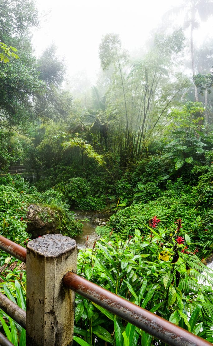 El Yunque Rainforest in Puerto Rico