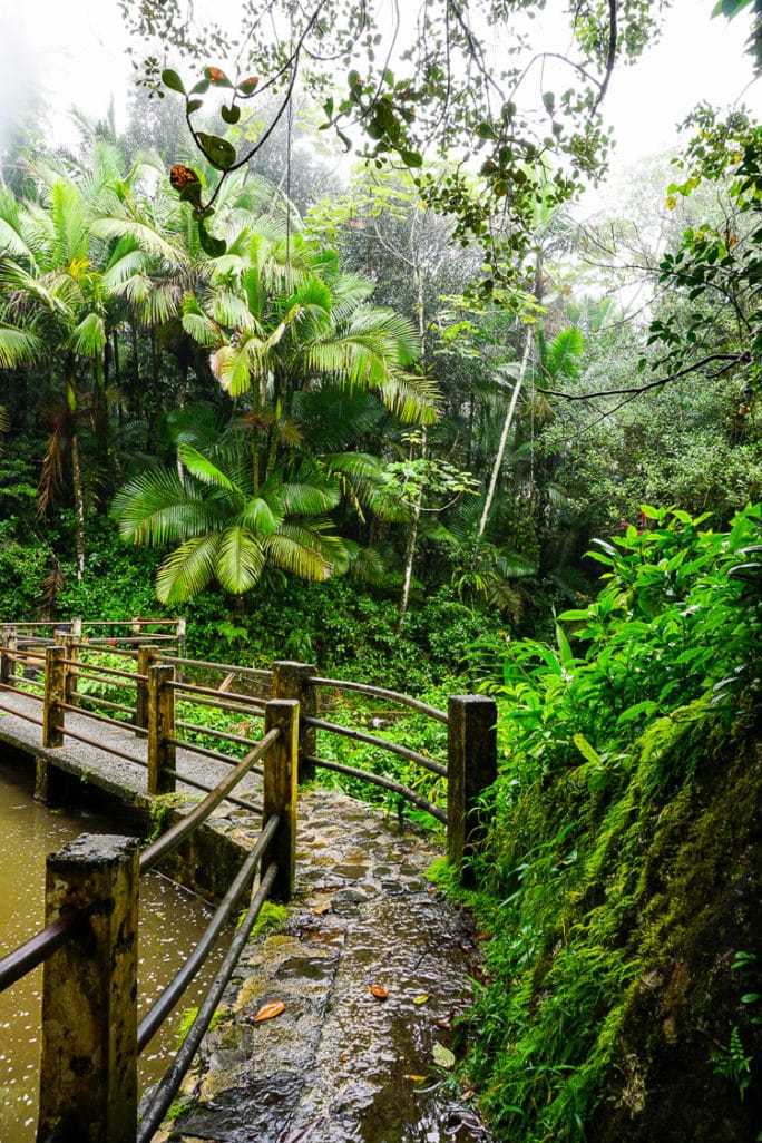 El Yunque Rainforest in Puerto Rico