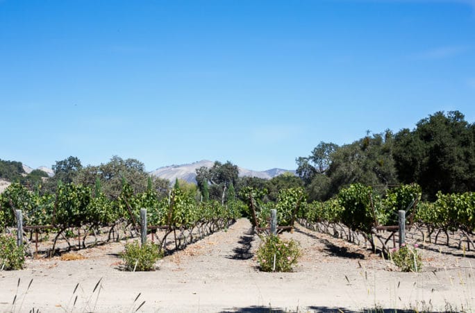 Fess Parker Winery